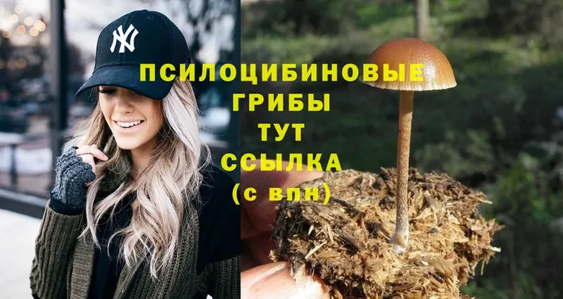 Псилоцибиновые грибы Cubensis Буйнакск